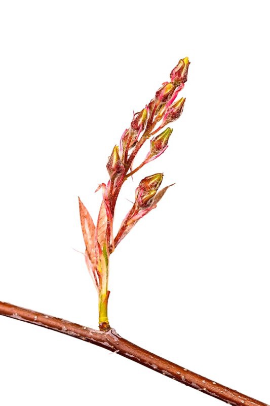Shadbush