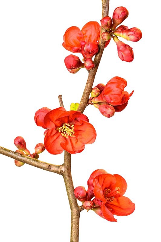 Ornamental quince
