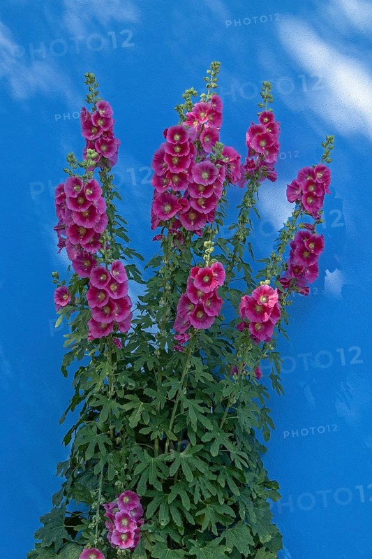 Common hollyhocks