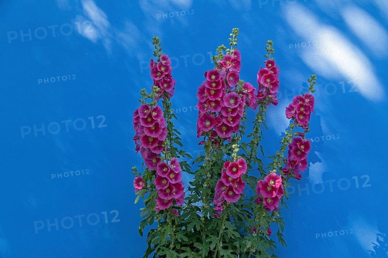 Common hollyhocks