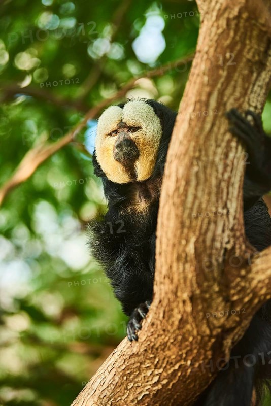 White-faced saki