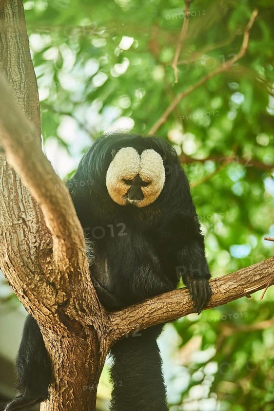 White-faced saki
