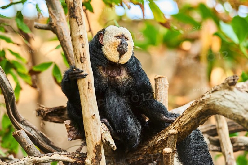 White-faced saki