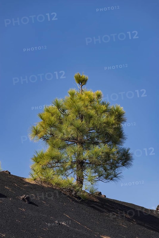Canary Island Pine