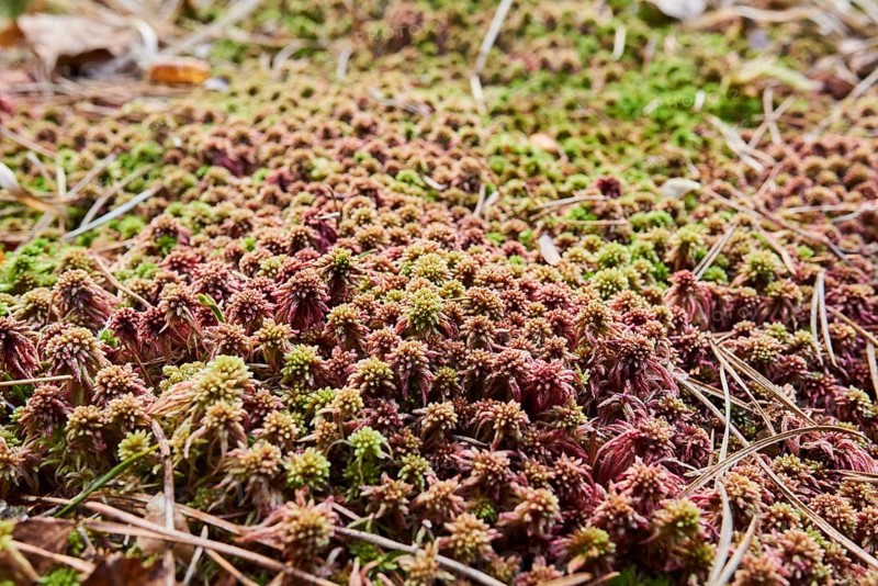 Flat-topped bogmoss