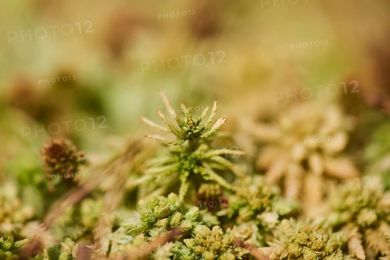 Flat-topped bogmoss