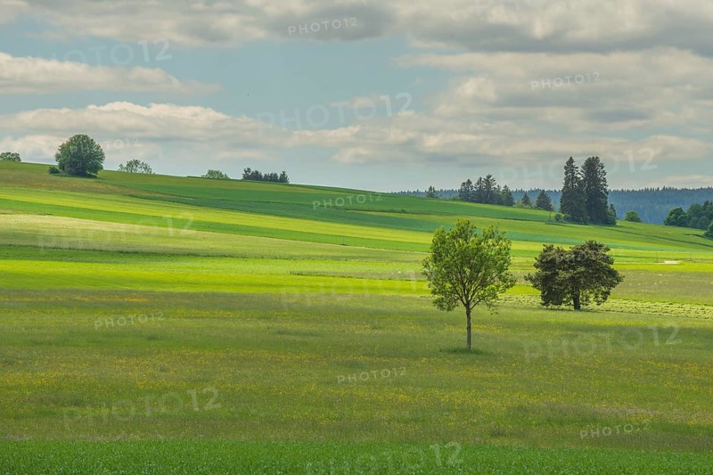 Country meadow near Rotenbach wiesen nature reserve. Friedenweiler