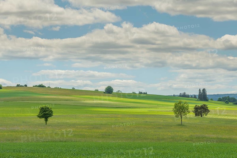 Country meadow near Rotenbach wiesen nature reserve. Friedenweiler