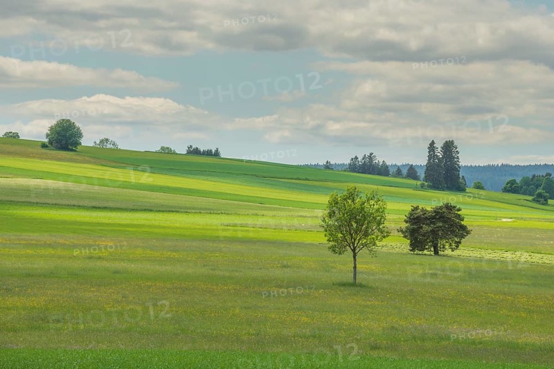 Country meadow near Rotenbach wiesen nature reserve. Friedenweiler