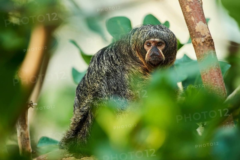 White-faced saki