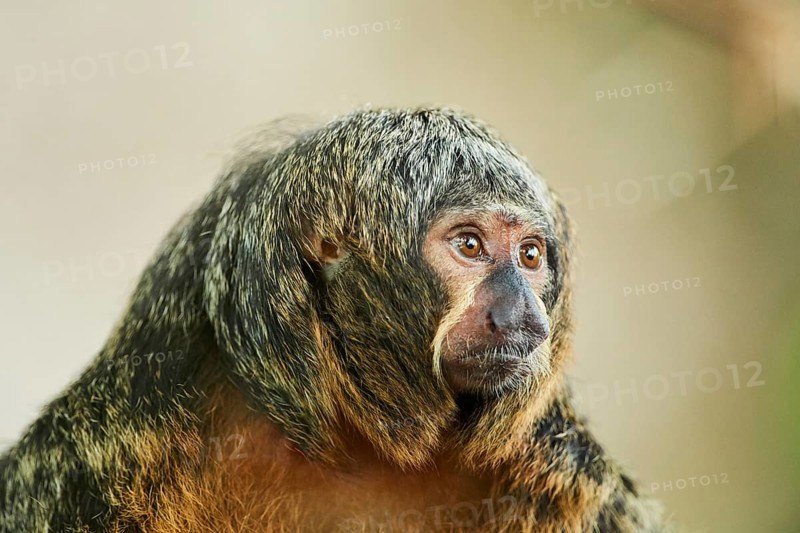 White-faced saki