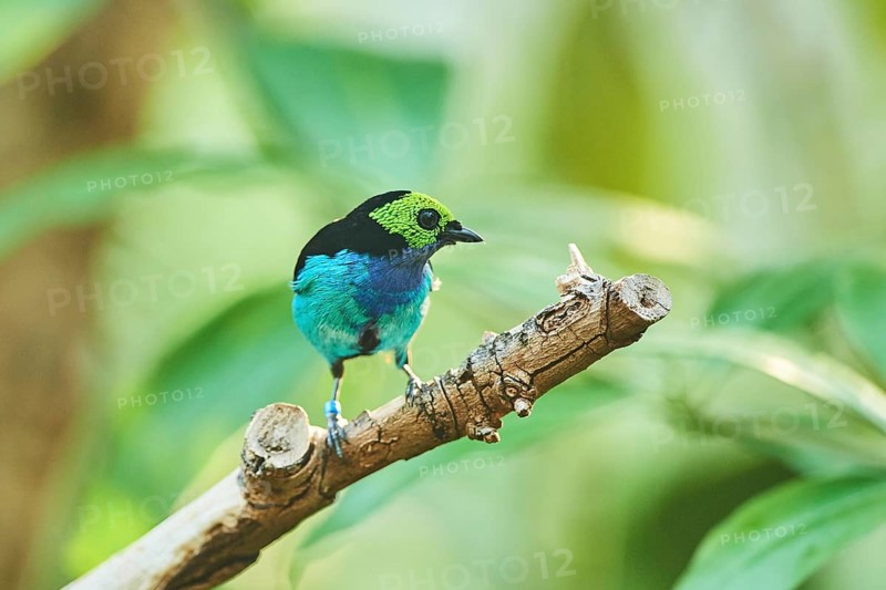 Paradise tanager