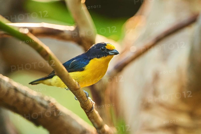 Violaceous euphonia