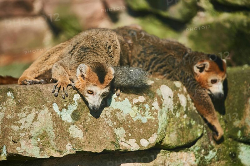 Crowned lemur