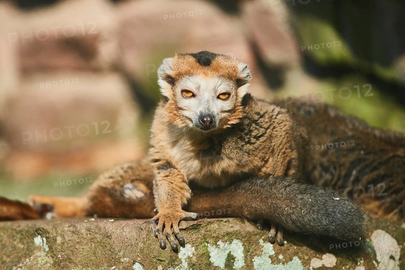 Crowned lemur