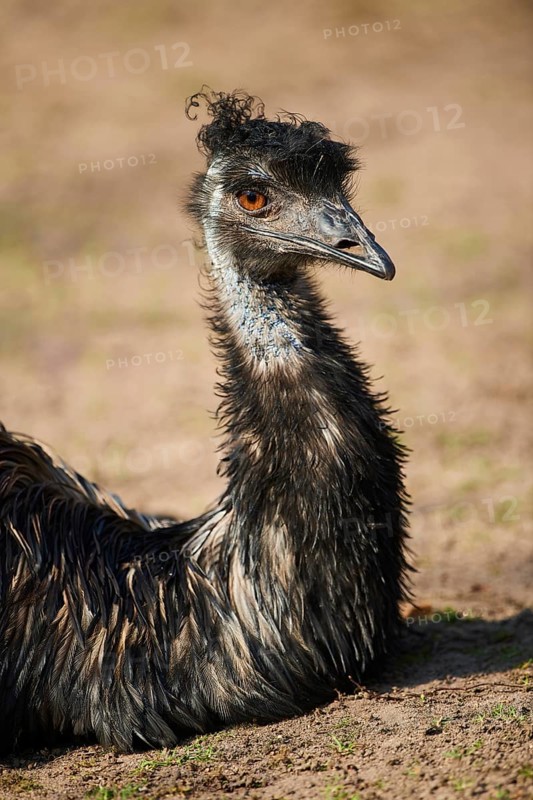 Emu