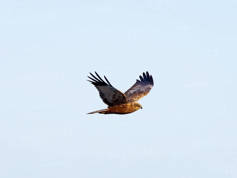 Western marsh-harrier