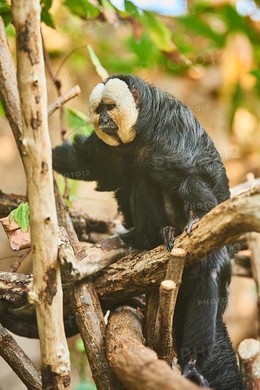White-faced saki