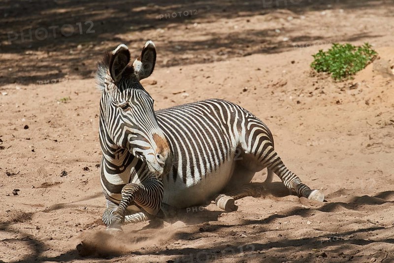 Plains zebra