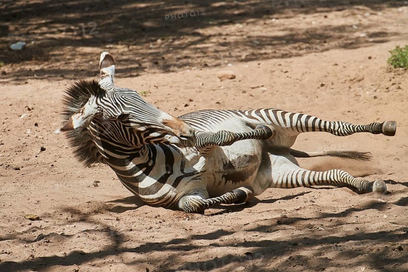 Plains zebra