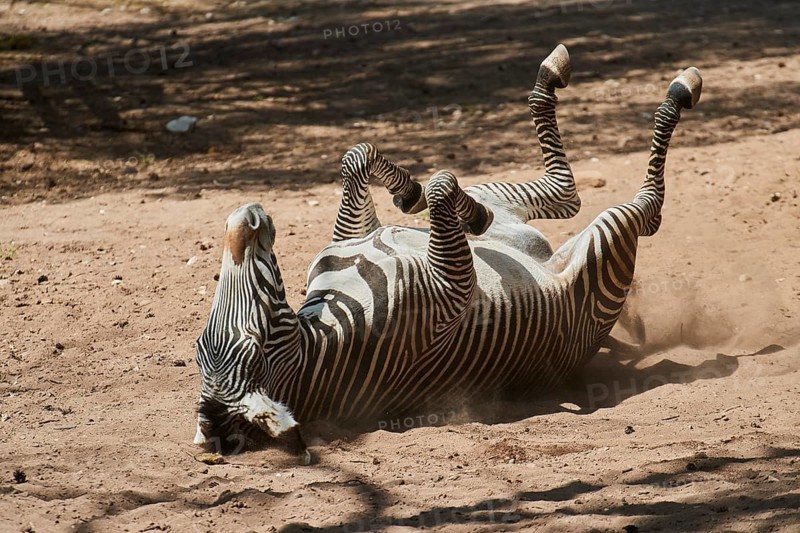 Plains zebra