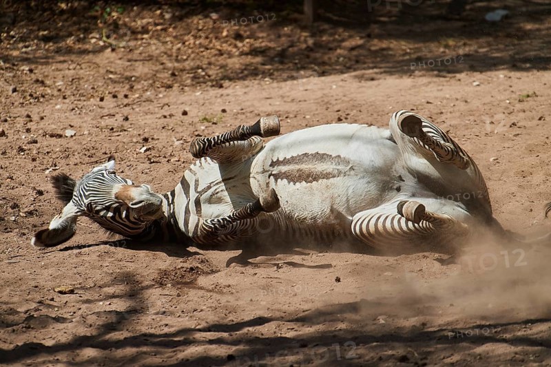 Plains zebra