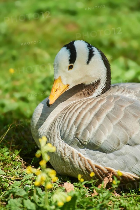 Bar-headed goose