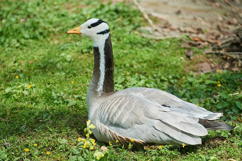 Bar-headed goose