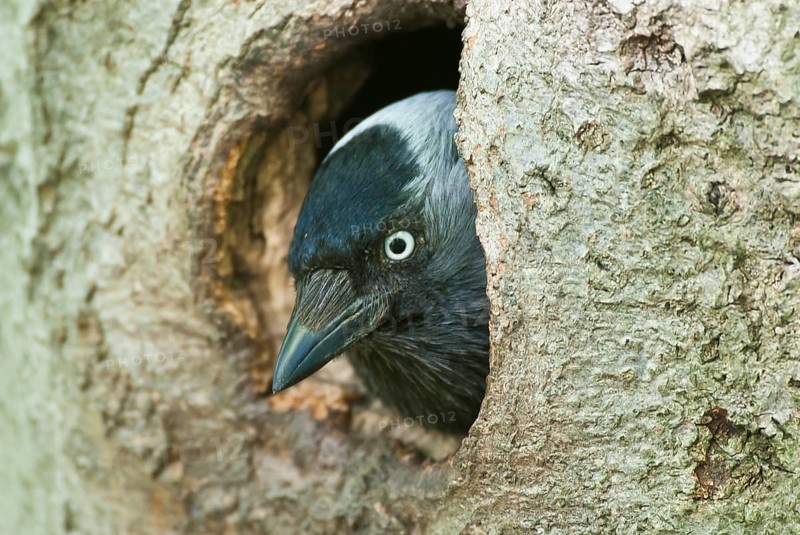 Western jackdaw