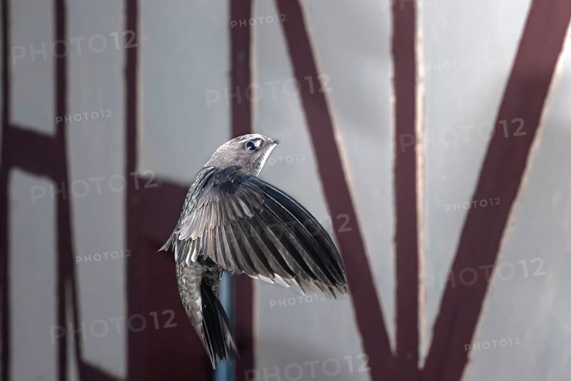 Common swift