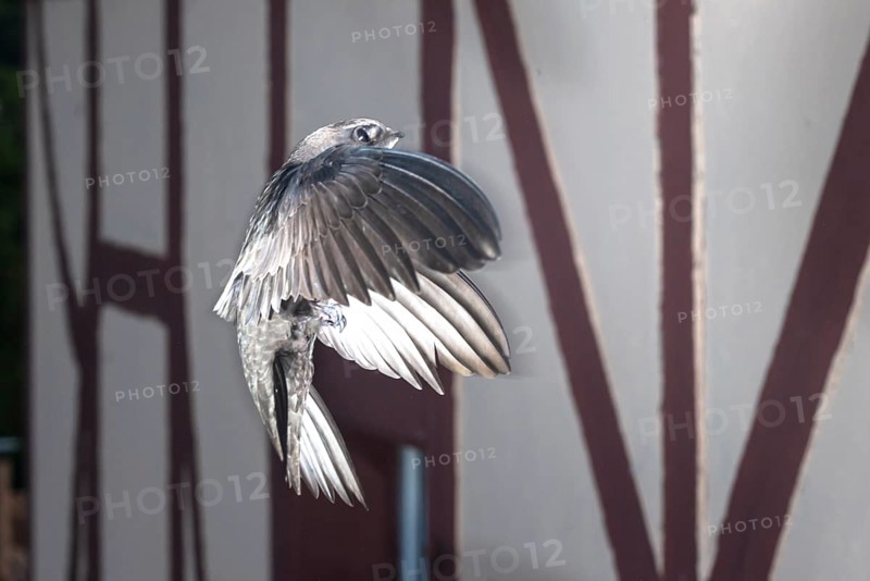 Common swift
