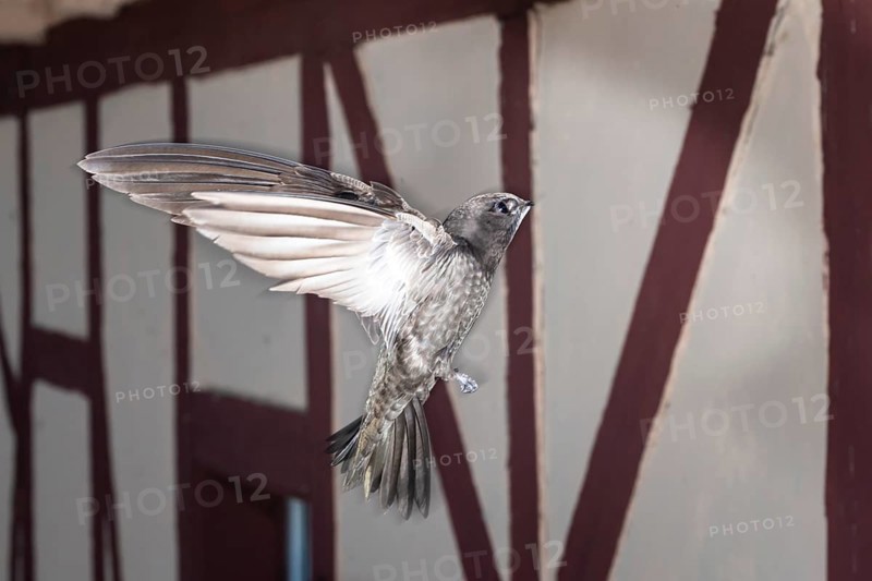 Common swift