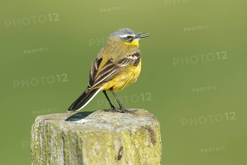 Male blue-headed wagtail