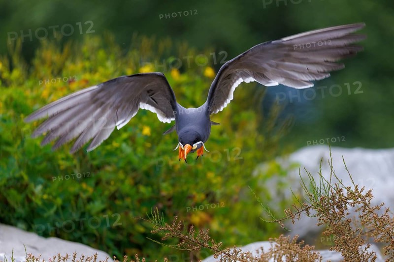 Inca Tern