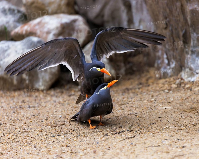 Inca Tern