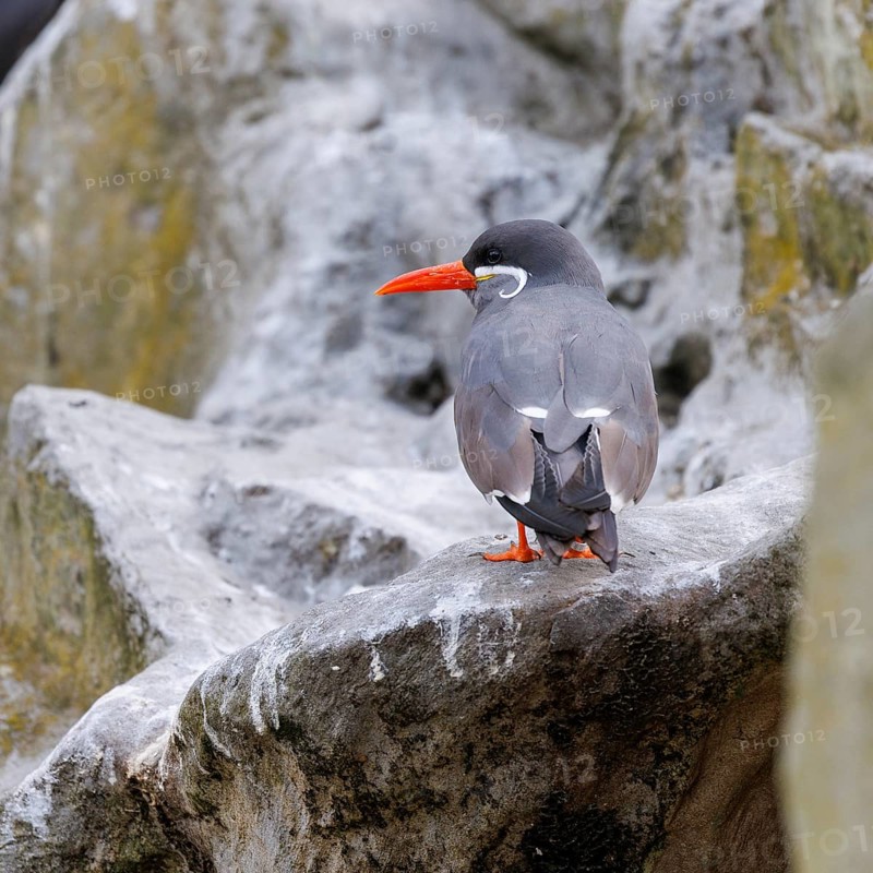 Inca Tern