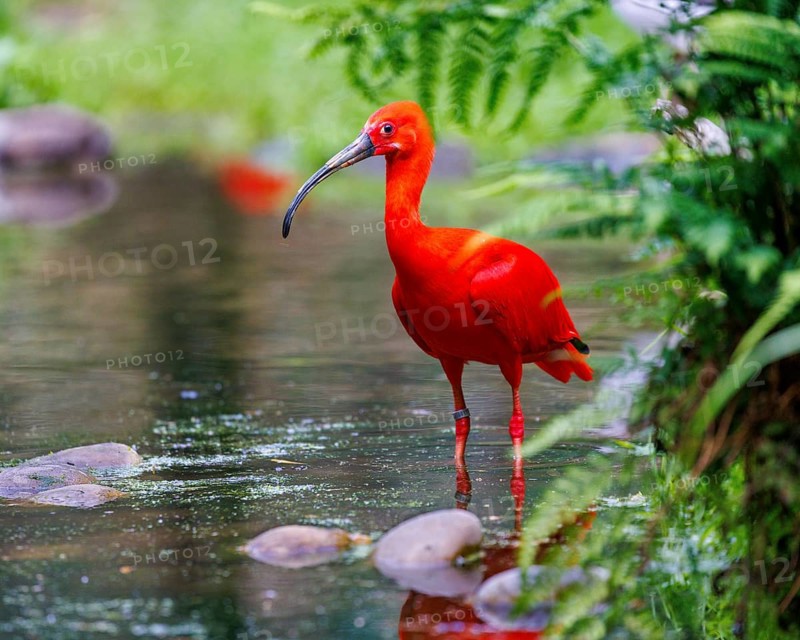 Scarlet Ibis