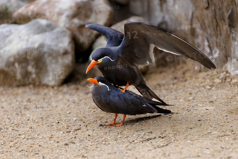 Inca Tern