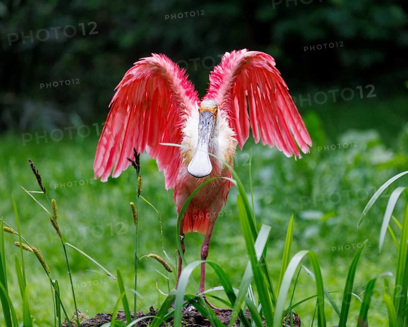 Roseate spoonbill