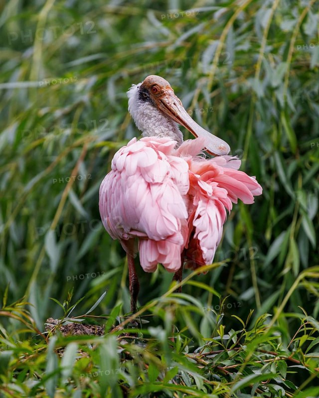 Roseate spoonbill