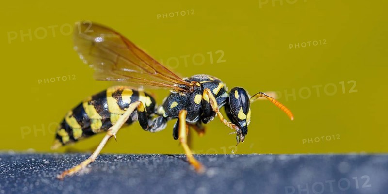 Field wasp
