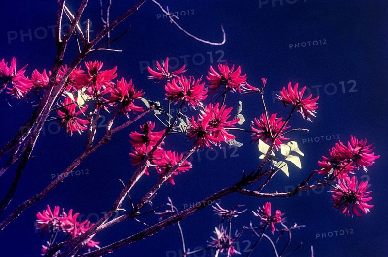 Flowering tree in Munnar