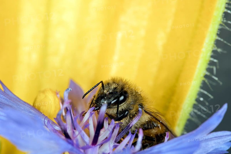 A honey bee