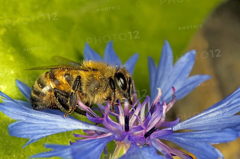 A honey bee