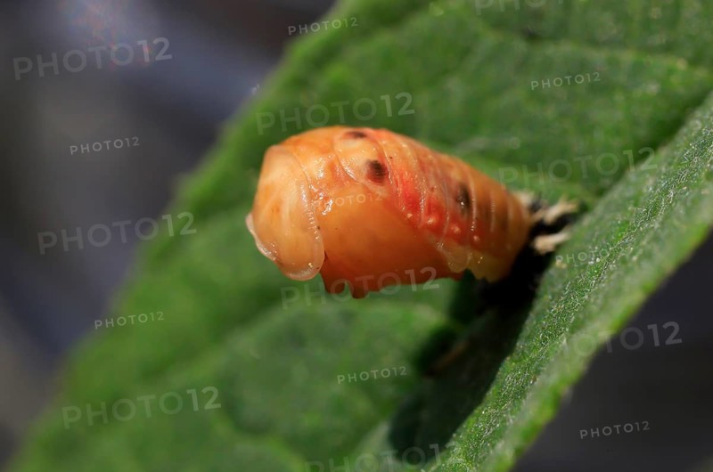 Ladybird