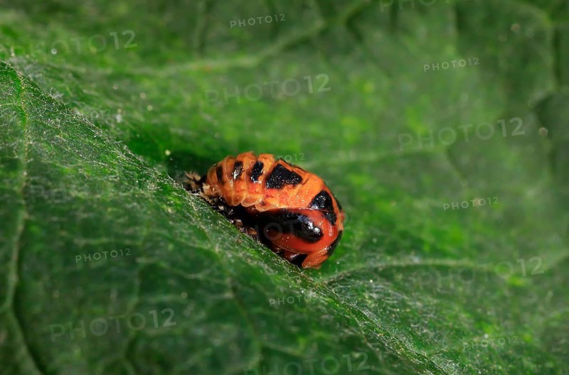 Ladybird