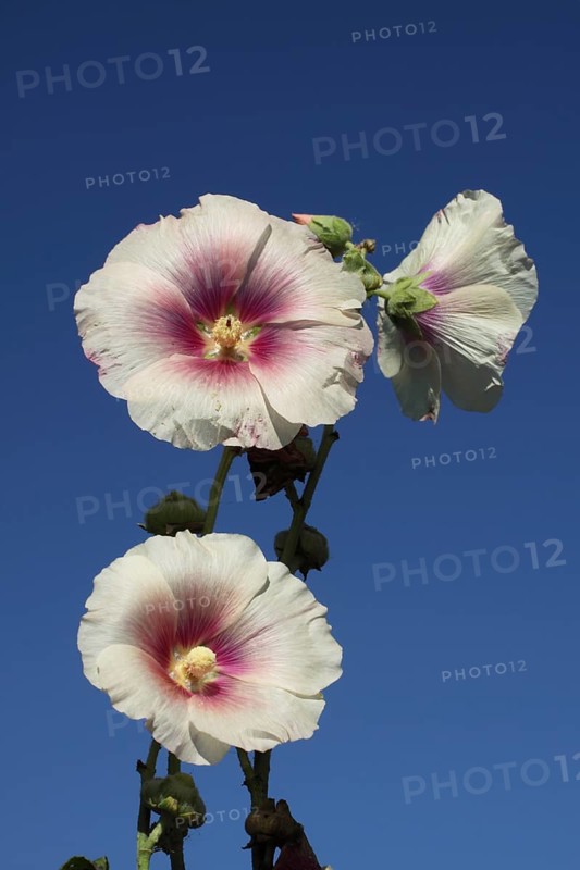 Hollyhock