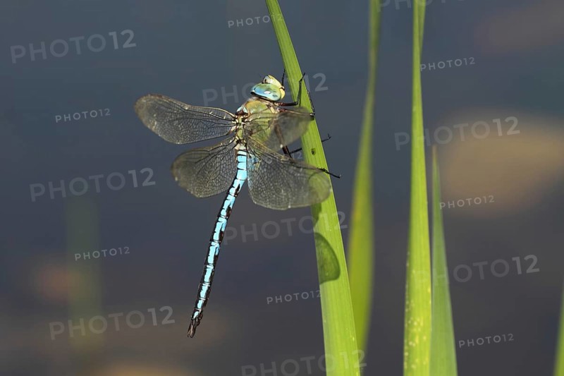 Male emperor dragonfly