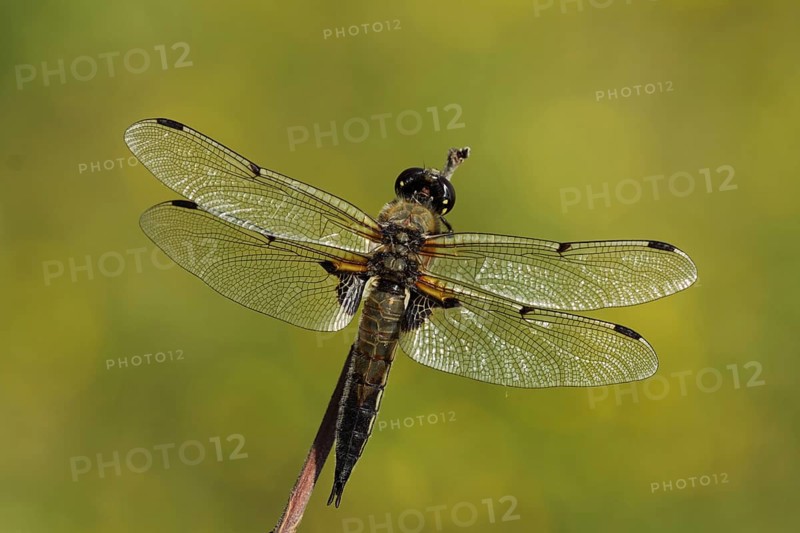 Male four-spotted chaser