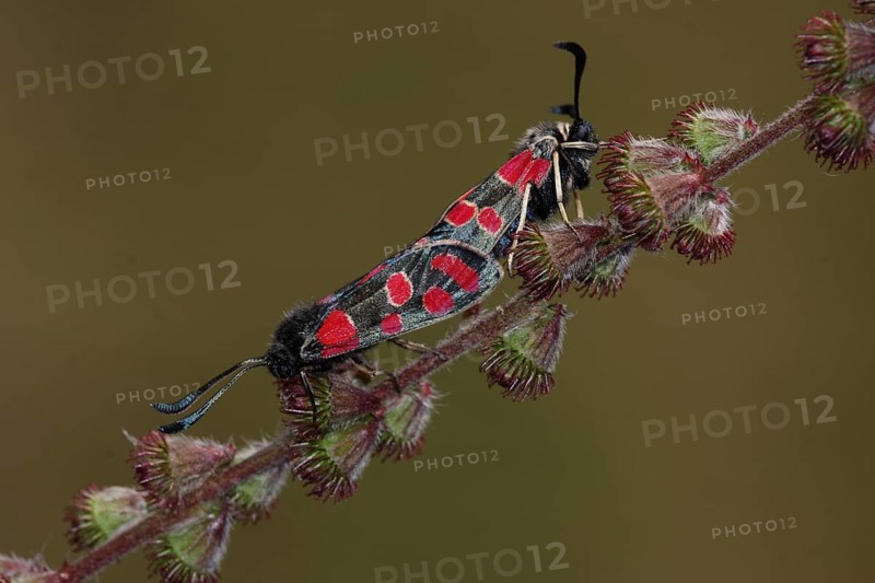 Two sainfoin